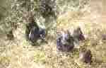 david shepherd lowland gorillas