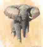david shepherd African bull elephant elephants , signed, limited edition, print
