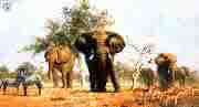 david shepherd african landscape elephants print