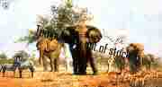 david shepherd african landscape elephants print