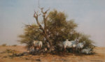 davidshepherd-arabianoryx