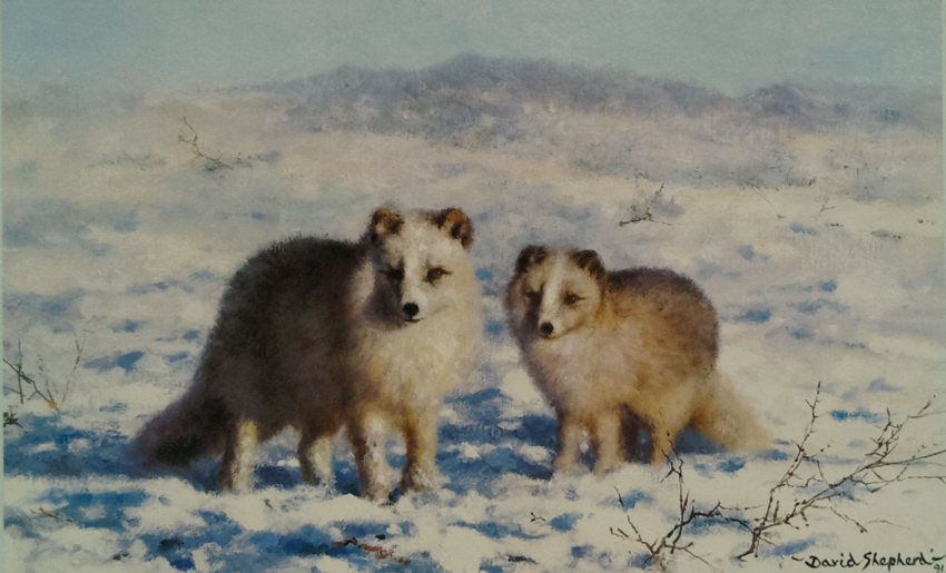 shepherd arctic foxes signed print