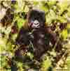 davidshepherd-babygorilla davidshepherd-babygorilla