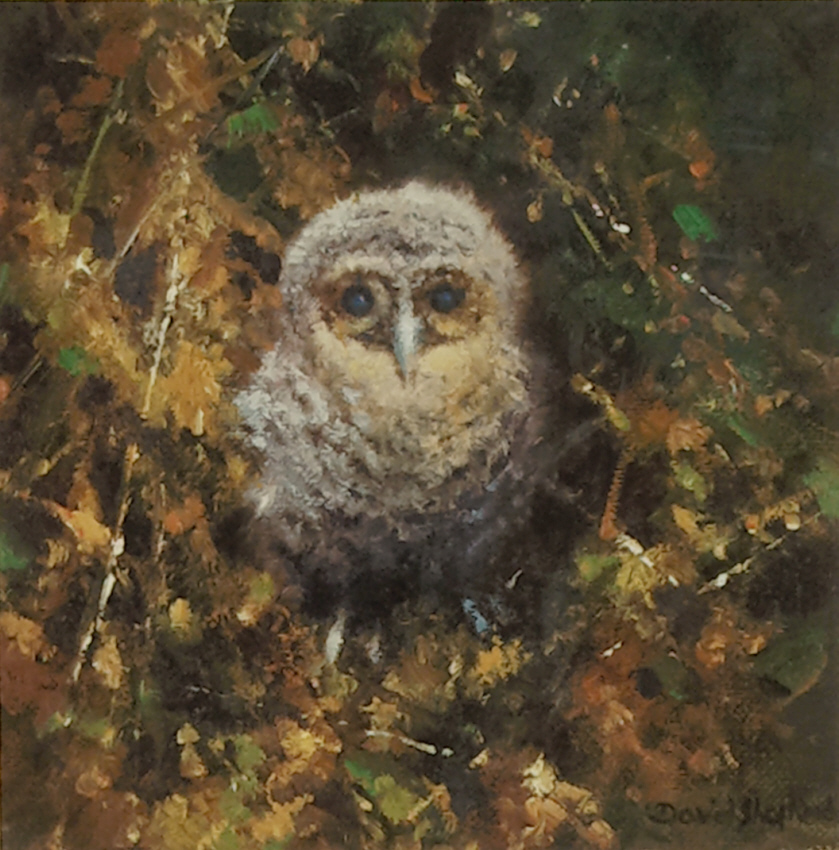 shepherd baby tawny owl print