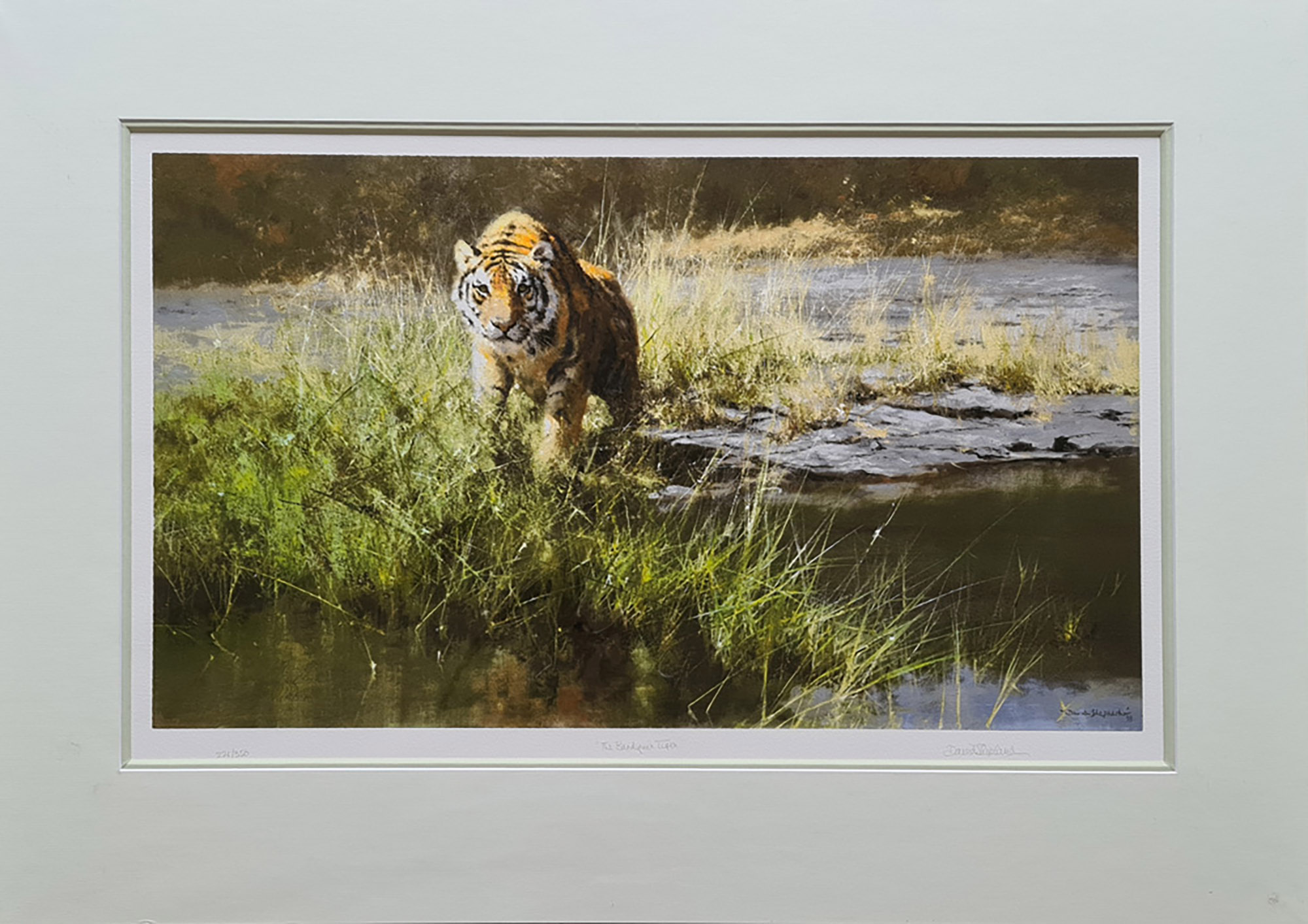 david shepherd bandipur tiger print