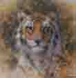 david shepherd bengal tiger cameo print