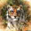 david shepherd bengal tiger print