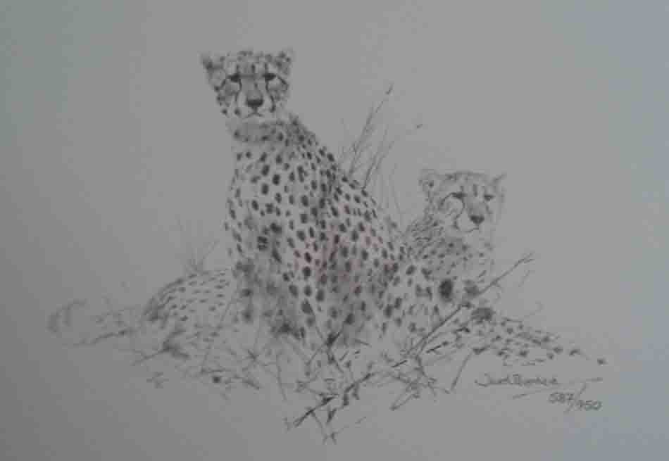 david shepherd best spots on the hill sketch, print