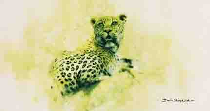 bfleopard