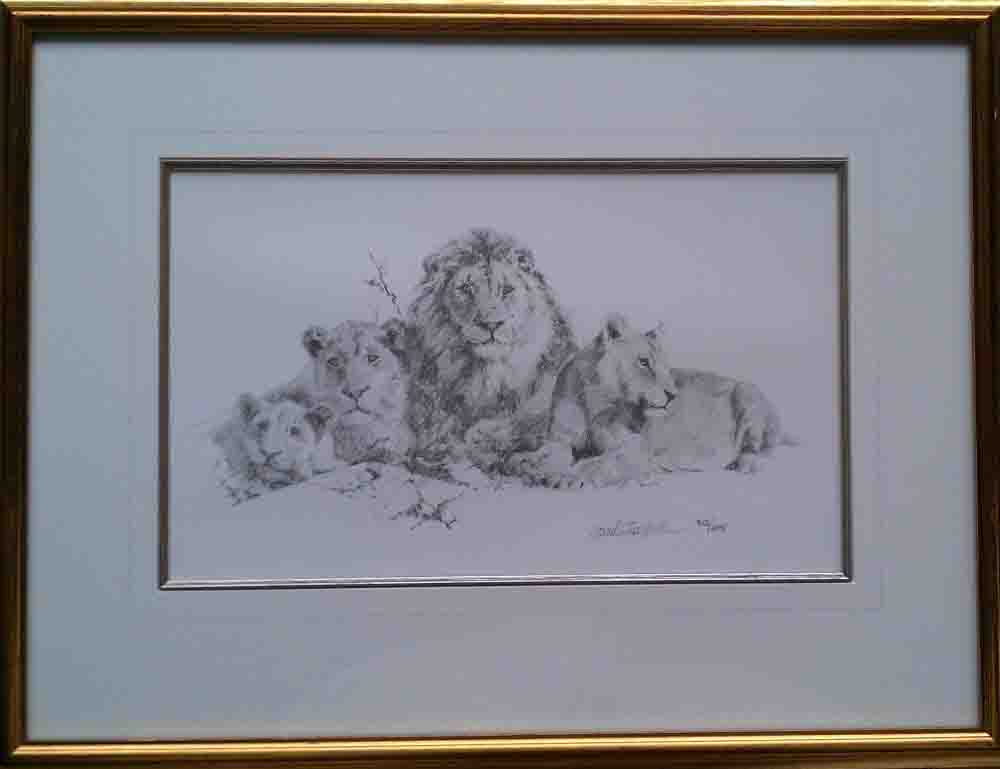 david shepherd, lions, b/w