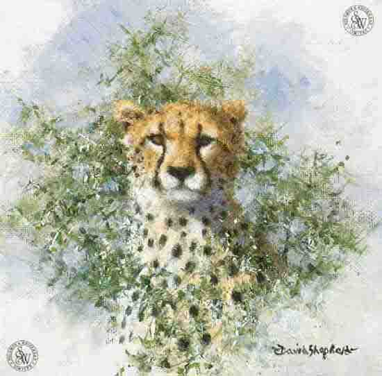 david shepherd cheetah cameo, print