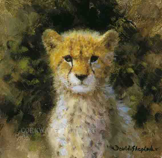 davidshepherd-cheetahcubcameo