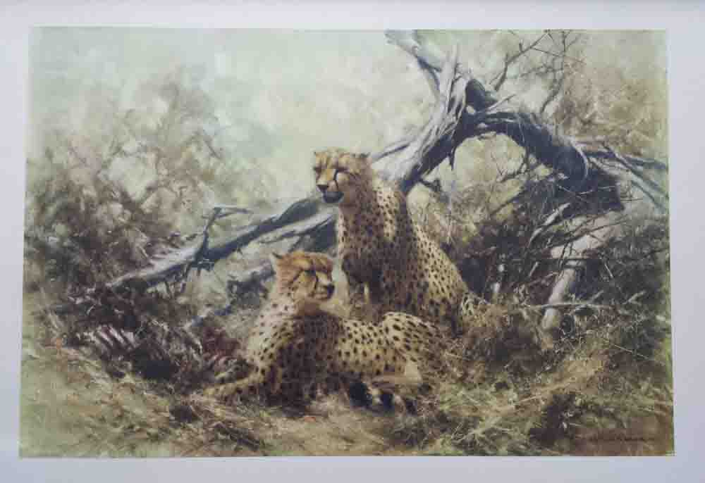 david shepherd  cheetahs 1967 print