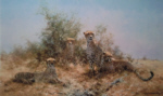 david shepherd cheetahs prints