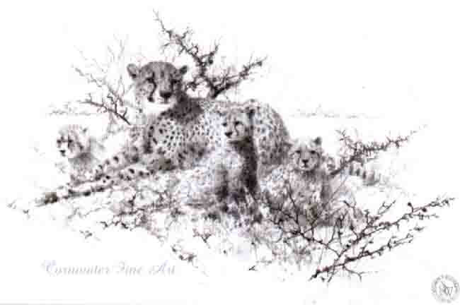 cheetahsketch davidshepherd