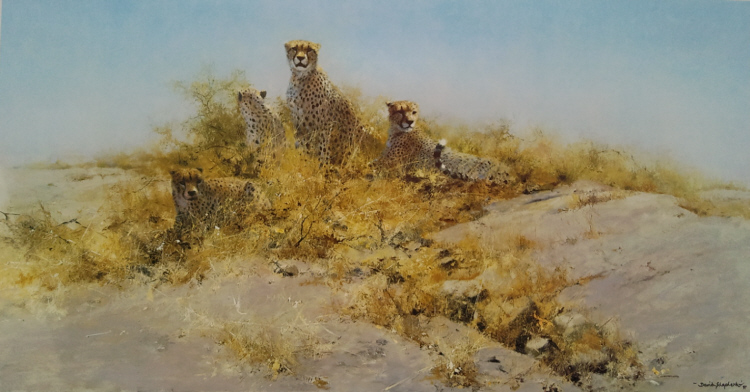 david shepherd cheetahs of namibia, print