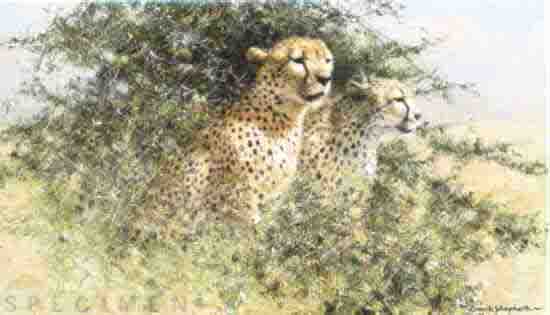 david shepherd cheetah, print