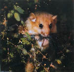 david shepherd mouse, mice prints