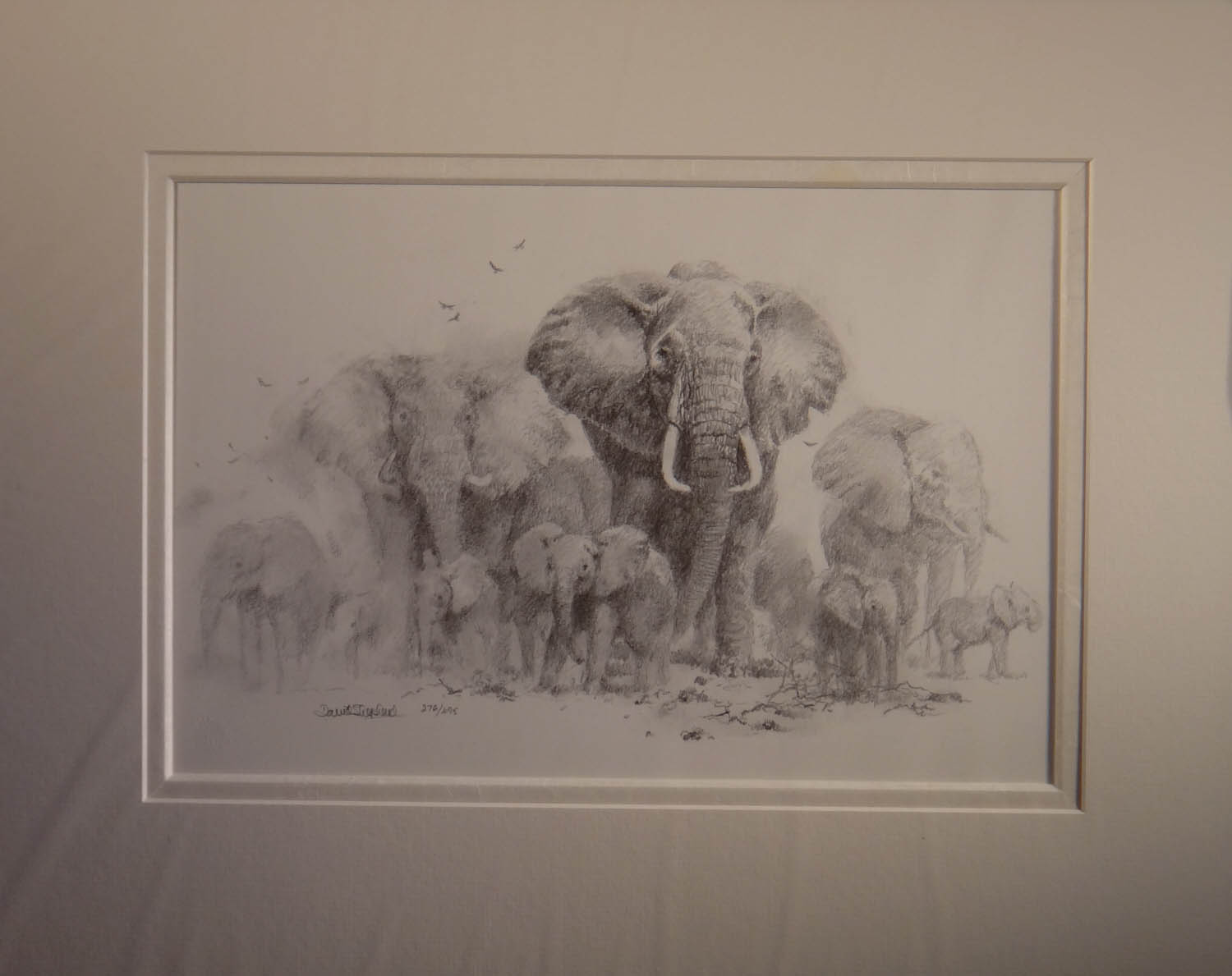 david shepherd, elephants pencil, sketch, drawing