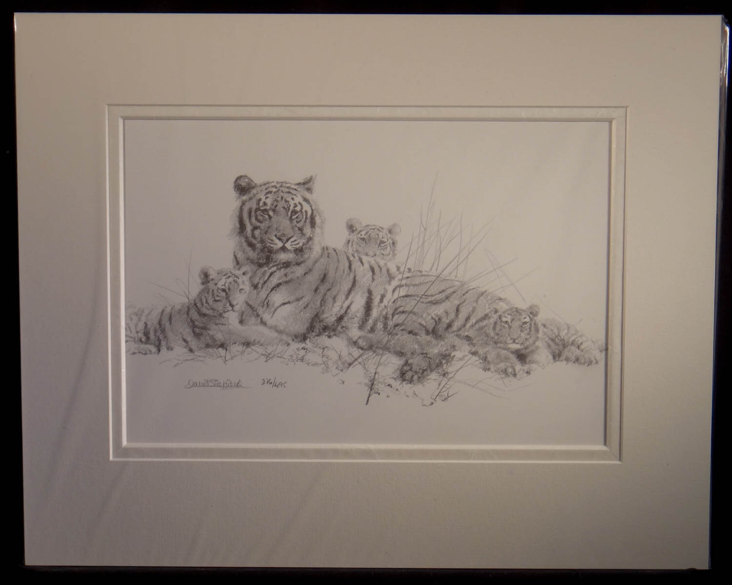 david shepherd, tigers, pencil, sketch, drawing
