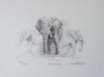 david shepherd Dusty evening sketch elephants, signed, limited edition, print