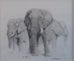 david shepherd elephant signed elephants 1998 pencil drawing print