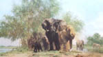 david shepherd elephant and egrets elephants, signed, limited edition, print