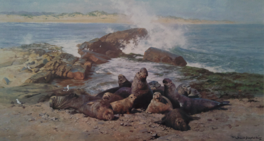david shepherd elephant seals
