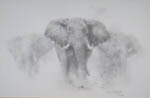 david shepherd elephant signed elephants pencil drawing print