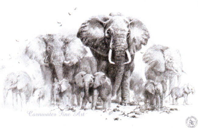 elephants sketch david shepherd
