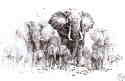 david shepherd elephants sketch