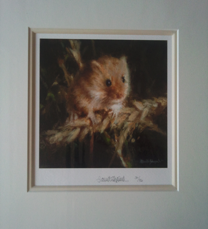 davidshepherd harvest mouse mounted