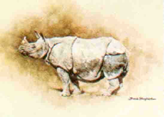 david shepherd indian rhino, rhinoceros