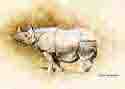 david shepherd, indian rhino , print