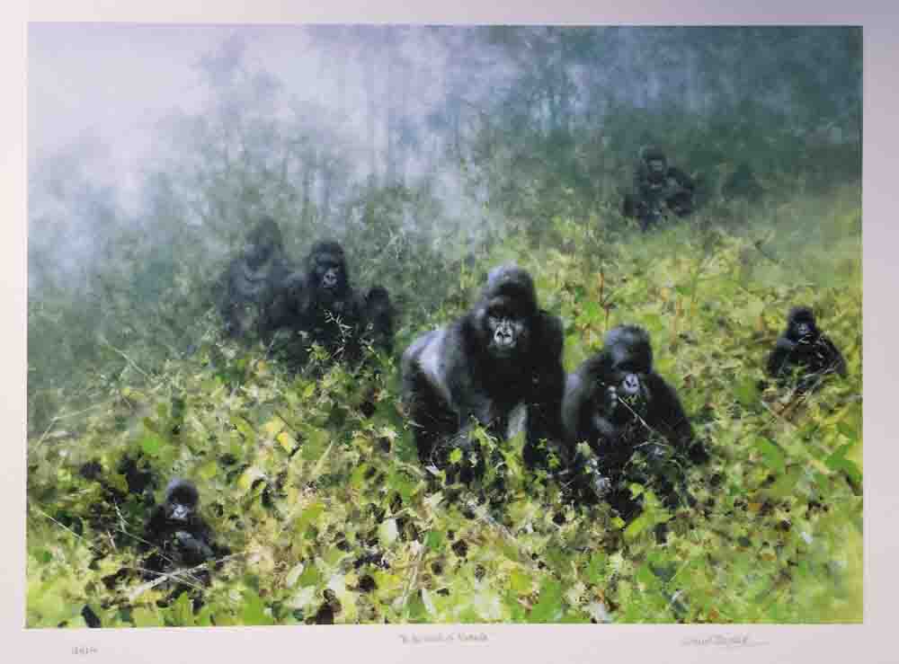 david shepherd in the mists of Rwanda, gorillas silkscreen print