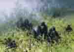 david shepherd, in the mists of Rwanda, print