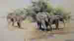 david shepherd elephants kilaguni babies