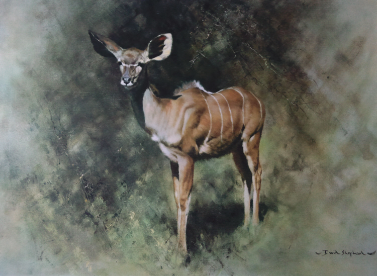 shepherd kudu print