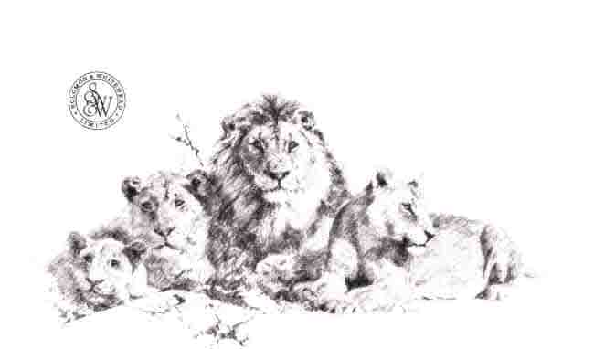 david shepherd lions pencil print