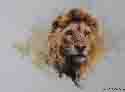 david shepherd lion head 1983 print