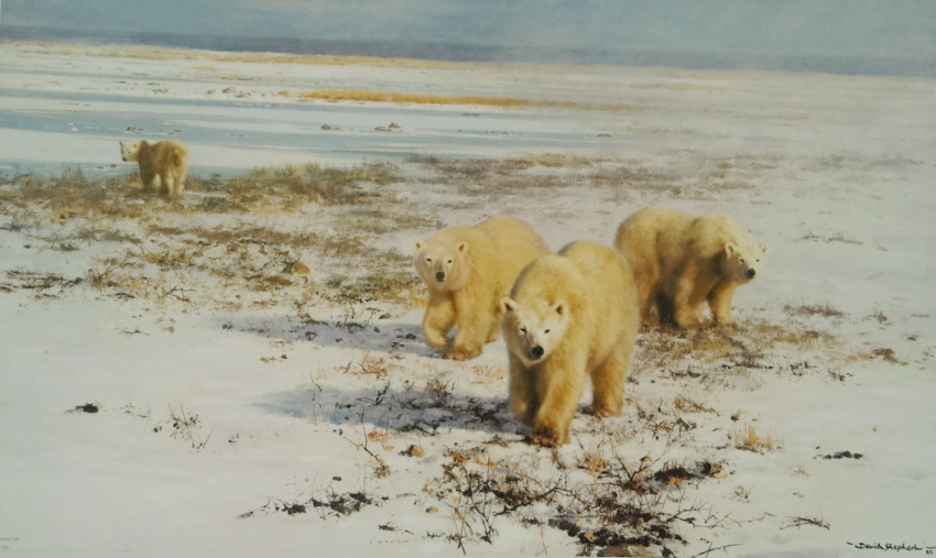 shepherd lone wanders of the arctic polar bears