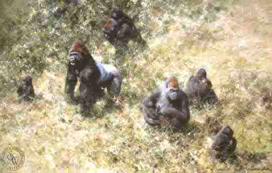 david shepherd lowland gorillas