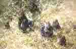 david shepherd, lowland gorillas, print