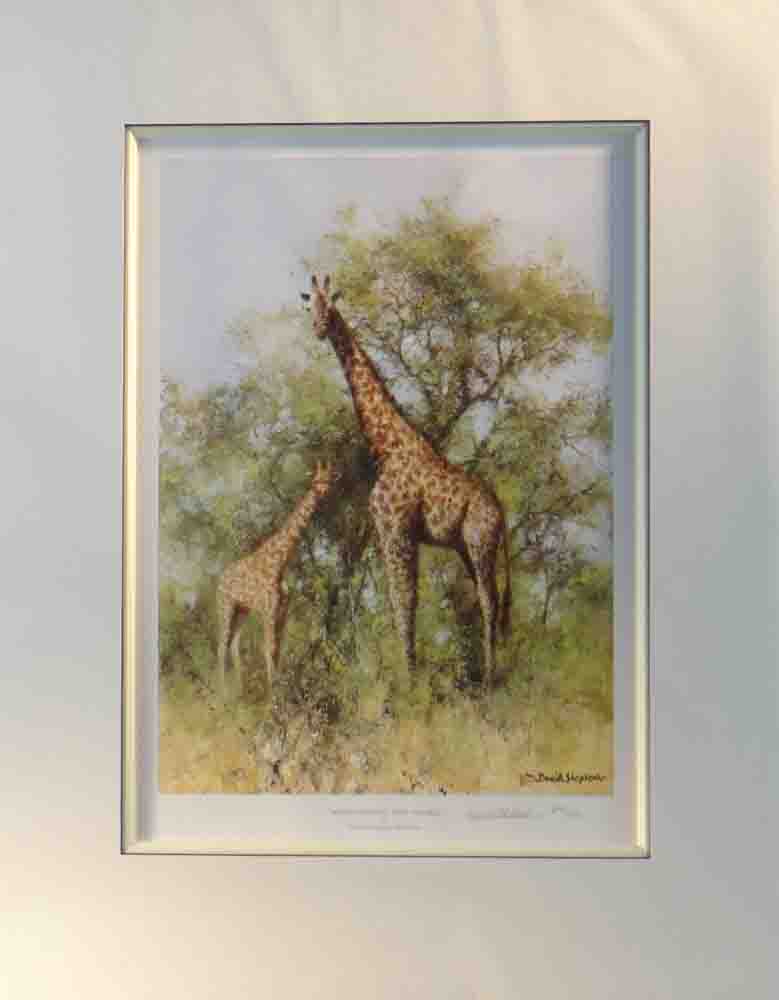 david shepherd masai giraffe and young