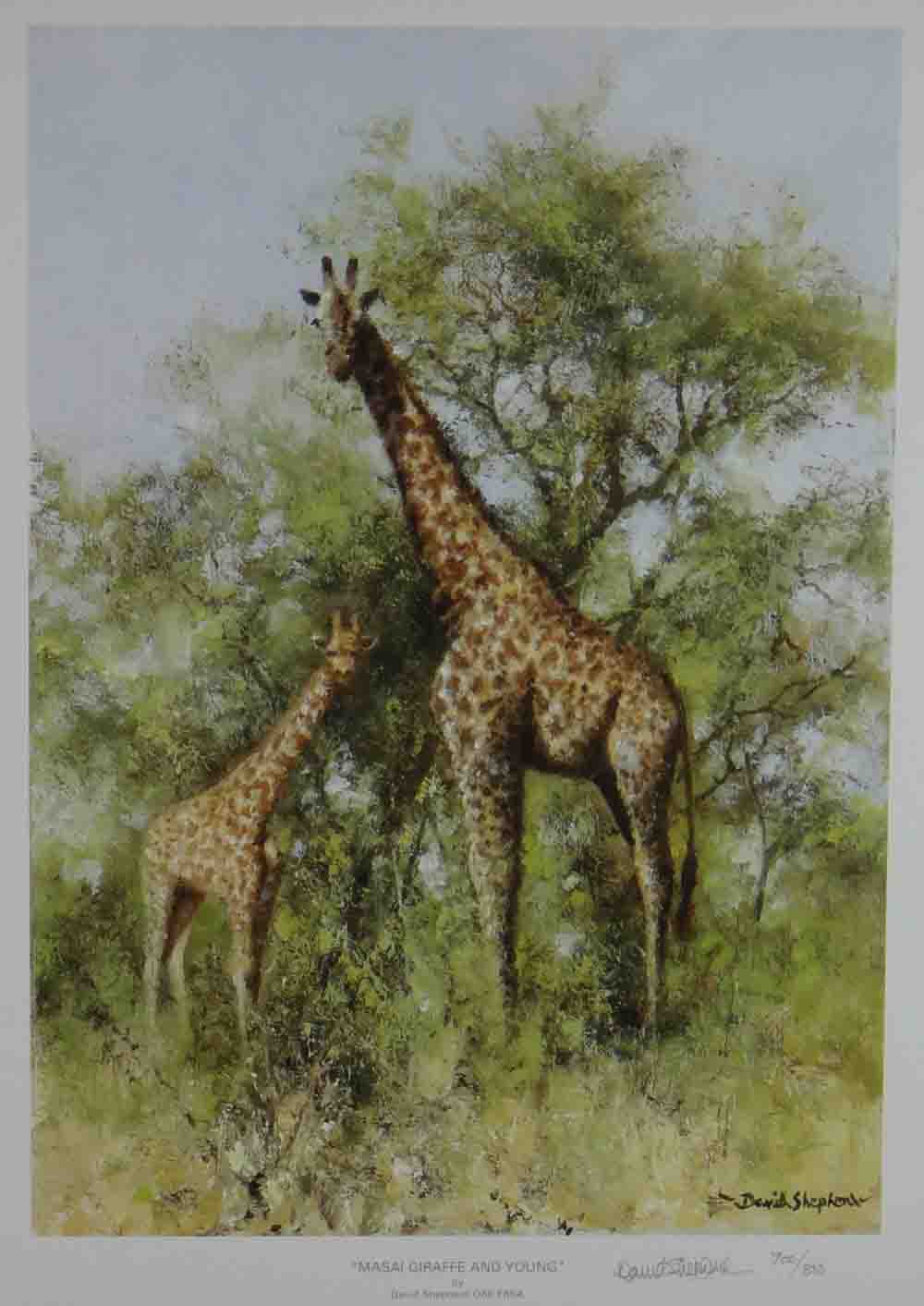 david shepherd masai giraffe and young