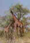 david shepherd masai giraffe and young print
