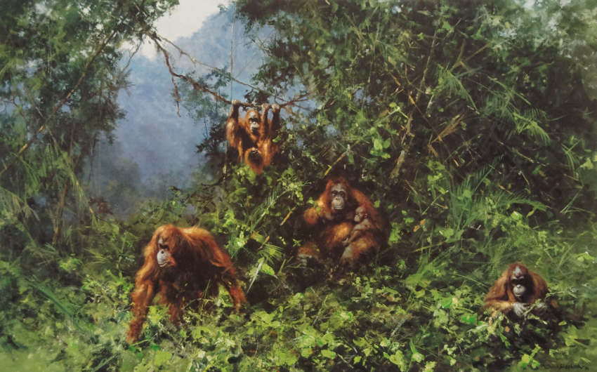 david shepherd orang-utans print