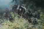 davidshepherd-mountaingorillasofrwanda