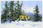 david shepherd mountain lion silkscreen print