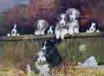 david shepherd muffin's pups dogs bearded collies